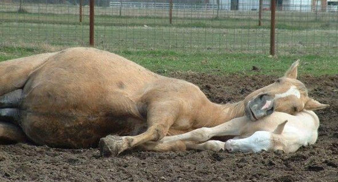 American Quarter Horse Foal