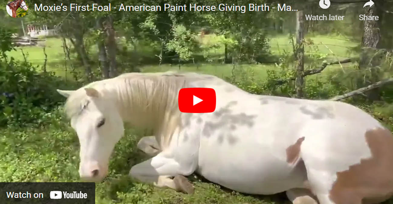 Moxies First Foal - American Paint Horse Giving Birth - Maximum White Foal