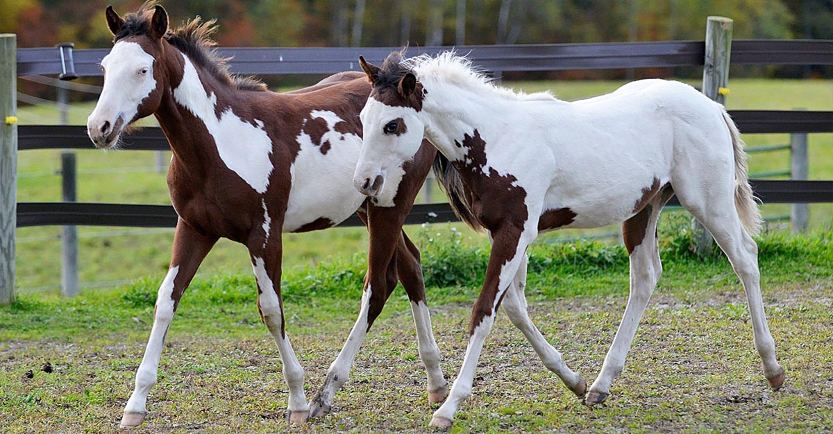 American Paint Foals @New York (sired by Thinkin Strait)