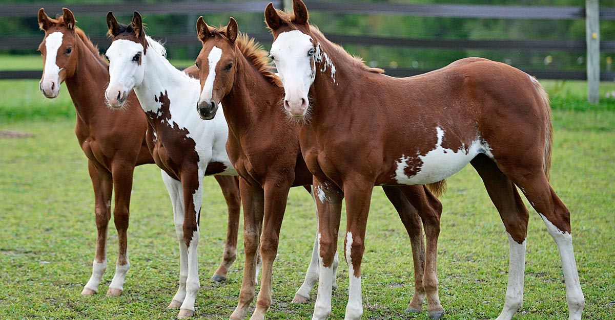 American Paint Horse Foals For Sale - Beautiful Babies