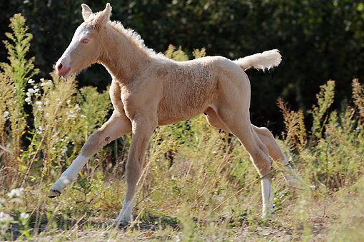 The Cutest Baby Equines on The Planet