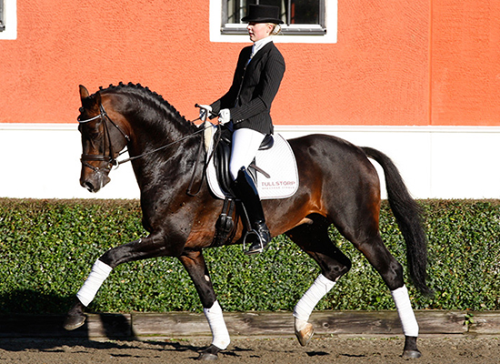 Ampere - Dressage Stallion