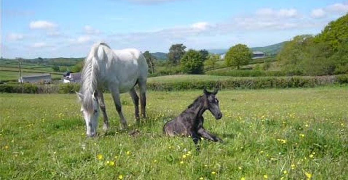 Andalusian Foal Standing Up For The 1st Time