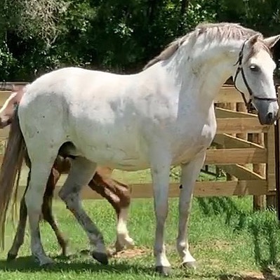 Tintagel Andalusians - Andalusian For Sale