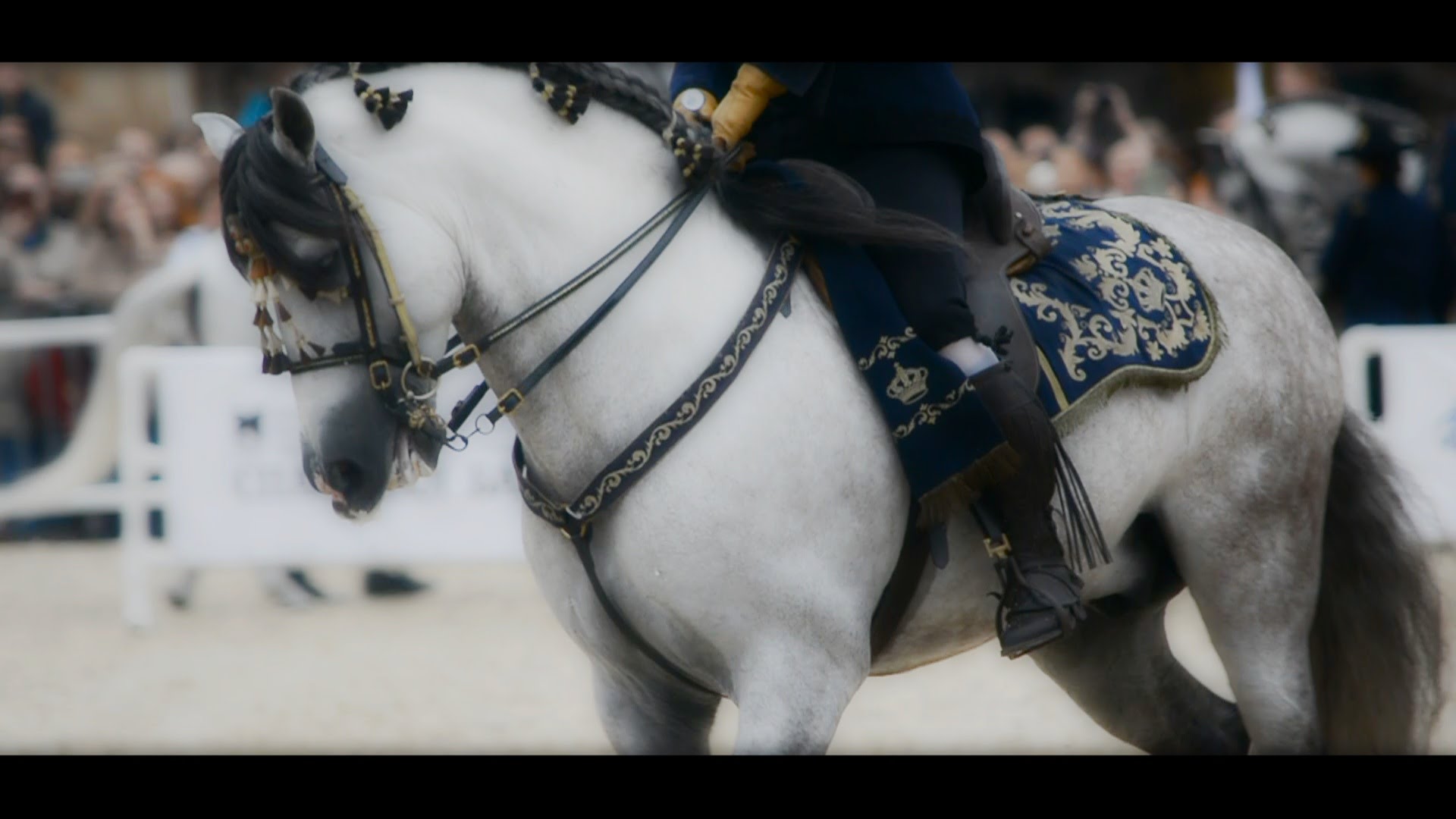 Black Andalusian Horse price