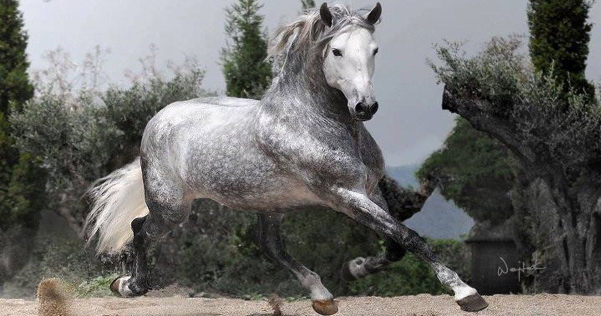 Andalusian Horse Price / Andalusian Horses For Sale