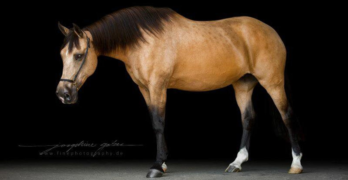 Andalusian Mare, Zarina @Fine Photography, Germany