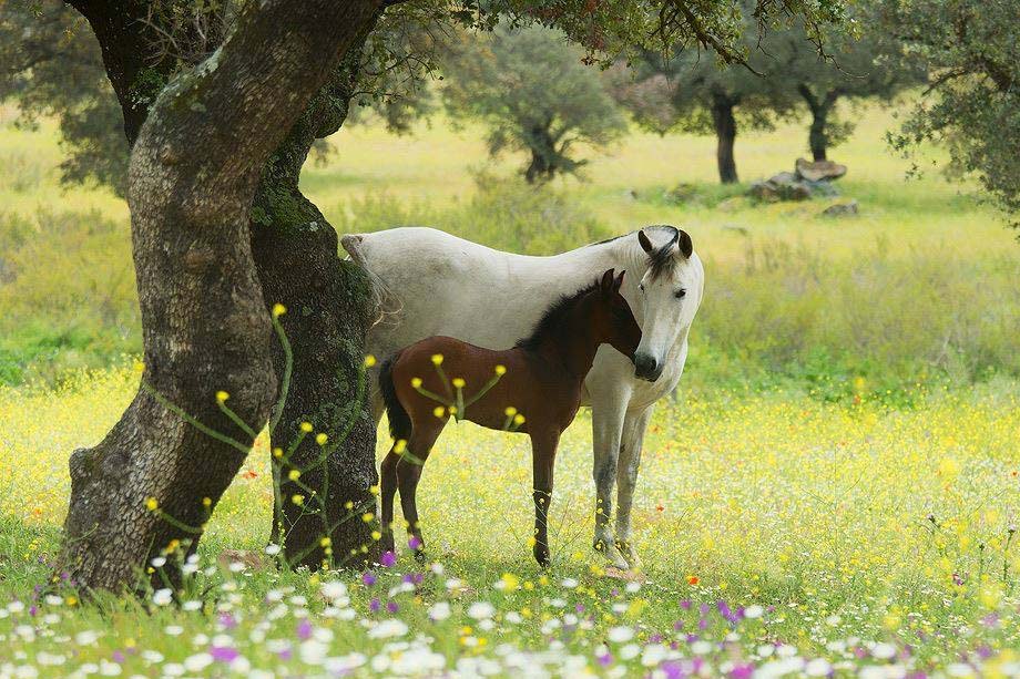 Beautiful Andalusian Mare and Foal / Andalusian Horse Breeding 