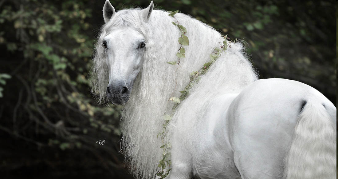 Pure White Andalusian Stallion, Express Pyramid by Emmy Eriksson 