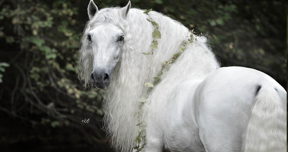 Pure White Andalusian Stallion, Express Pyramid by Emmy Eriksson