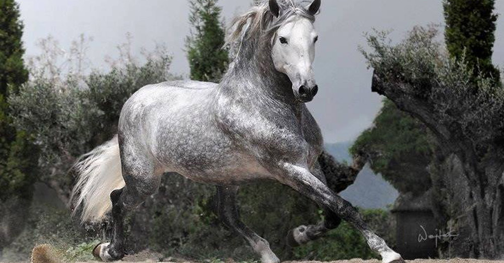 Andalusian Stallion @Wojtek Kwiatkowski, Poland