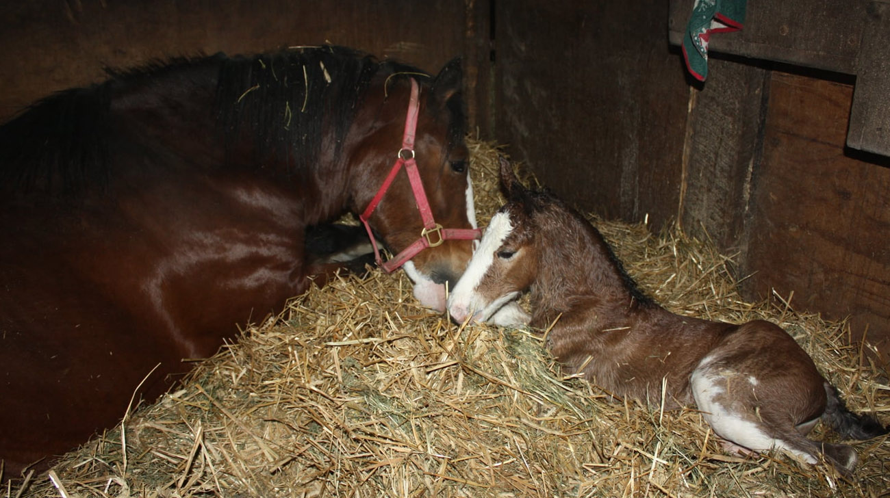 Anderson Farms Percherons and Clydesdale Horses