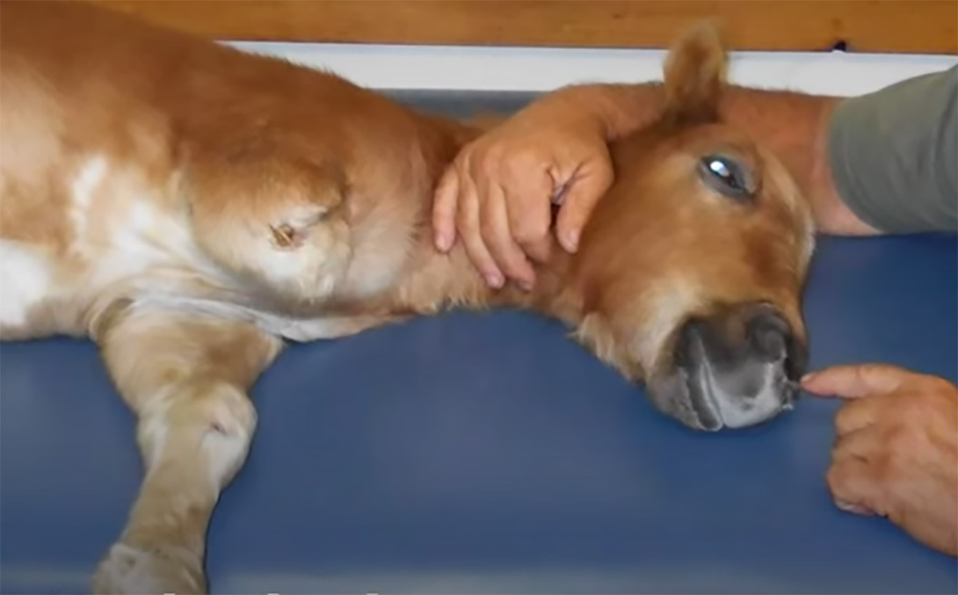 Prepare to be Inspired by Angel, The The Mini Horse Who Lost Her Leg