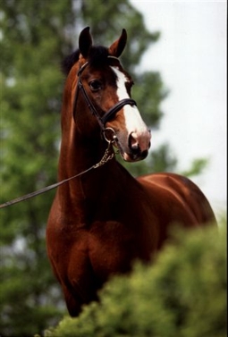 Animo - Warmblood Stallion