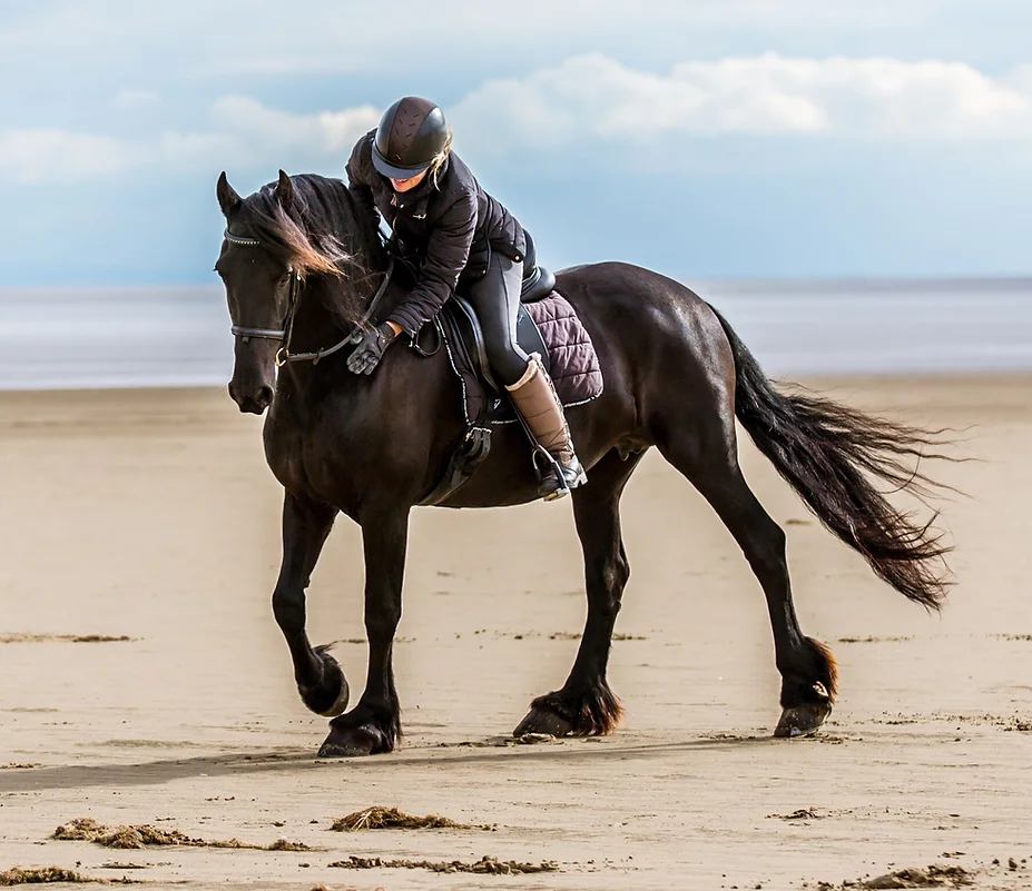 Anja - Friesian Stallion