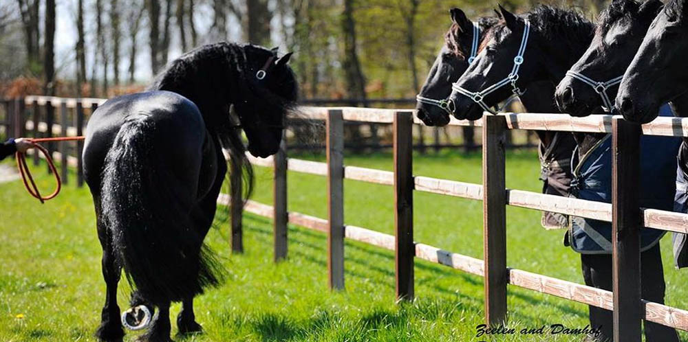 Annie Damhof @Horse and Rider Photography