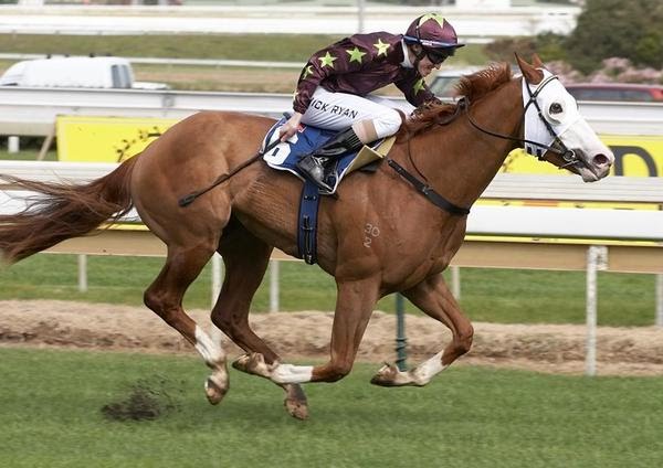 Apache Cat - Australia Race Horse