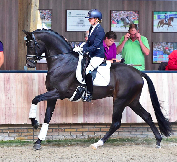 Apache, KWPN Dressage Stallion (UB 40 x Krack C)