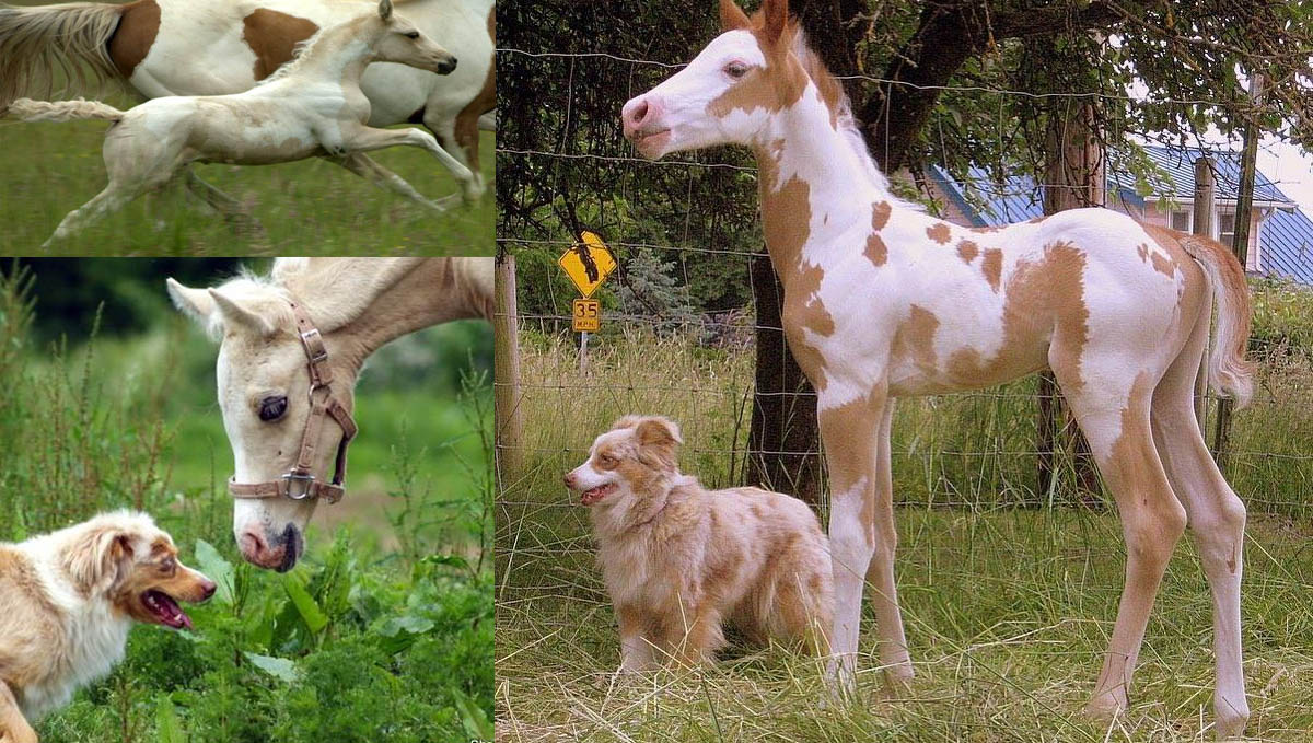 Apacheblu Ranch, Oregon - Raising Colored Sport Pony and Horses