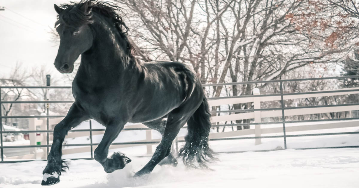 Apollo, Ster Friesian Stallion