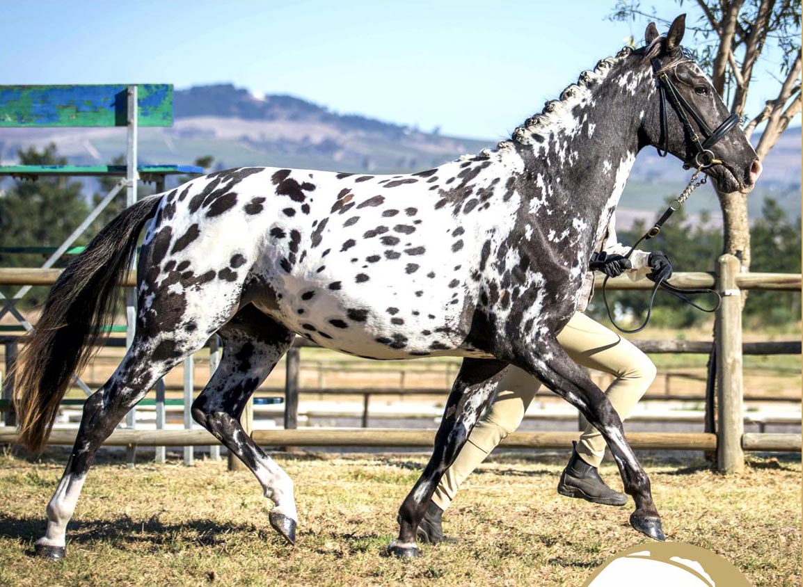 The Appaloosa horse - Royal Horse