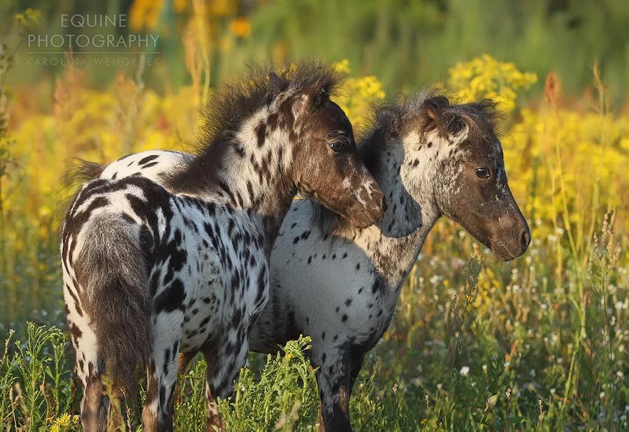 Appaloosa Minis @Karolina Wengerek