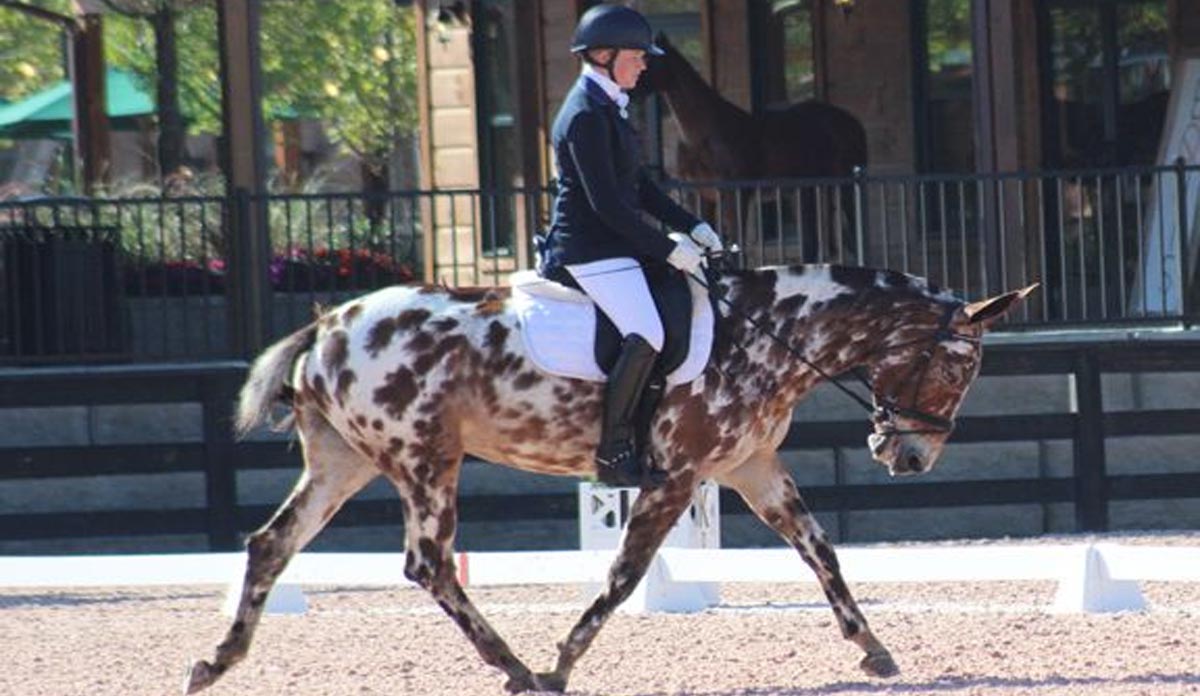 Appaloosa Dressage Mule