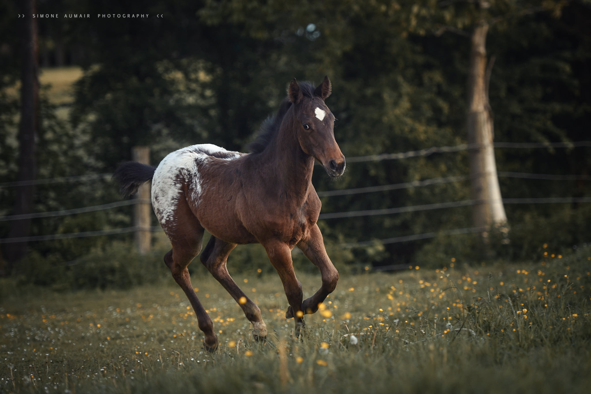 Appaloosa Foals