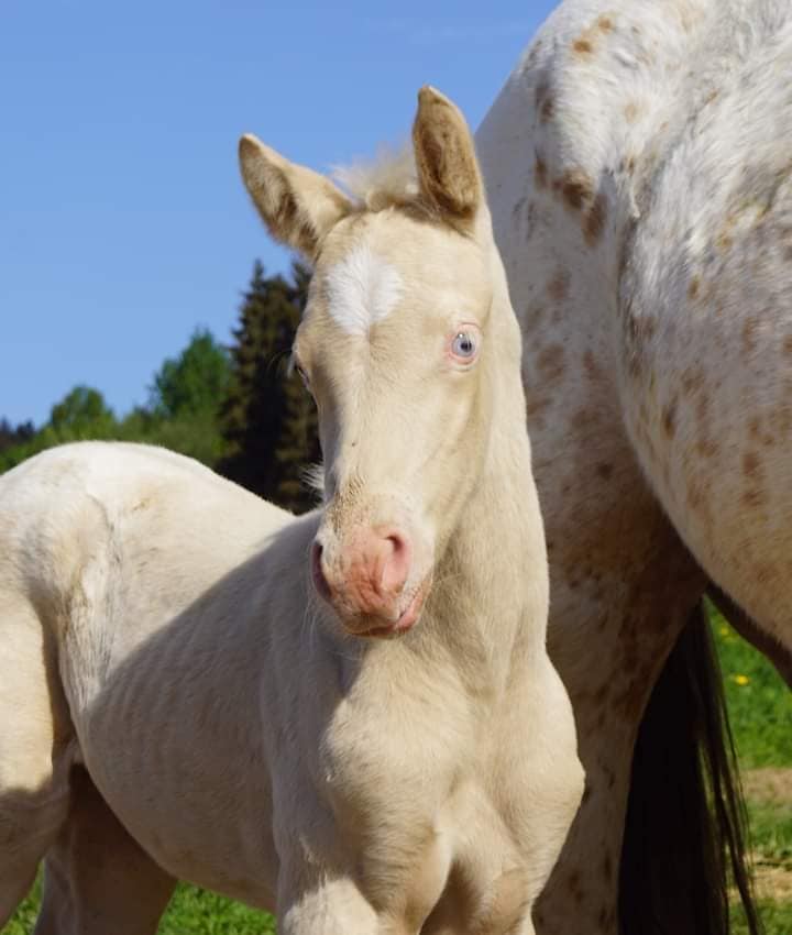 Appaloosa Foals @Chexys Farm, Czech Republic