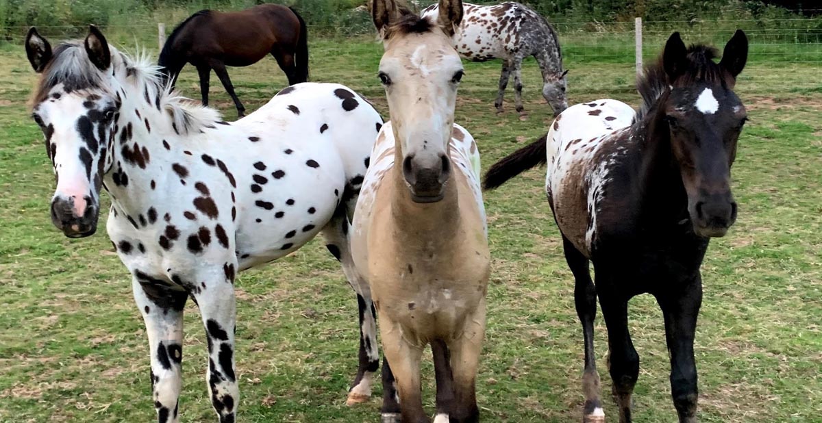 Appaloosa Foals - Redheart Appaloosa Stud