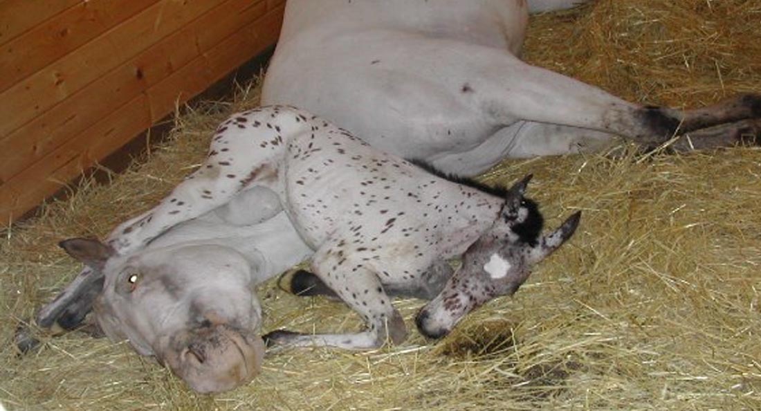 Appaloosa Foals