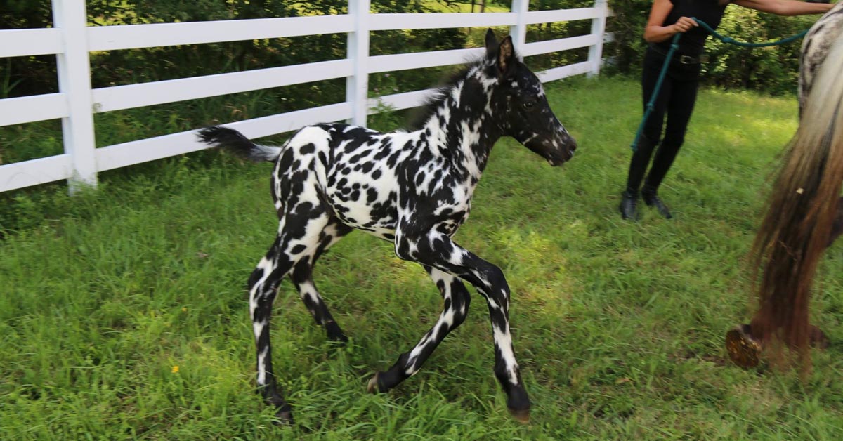 1 Day Old Black Near Leopard, Friesian x Knabstrupper, Warmblood Colt Foal @Gramayre Friesian Horse Stud