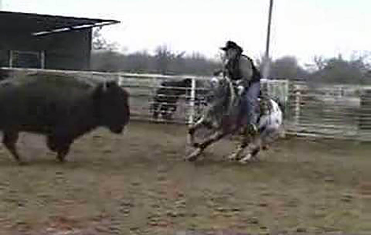 Earthquake Ike `Teaches` His Cutting Rider How To Cut Off A Bison From His Herd - Appaloosa Horse Cutting Buffalo