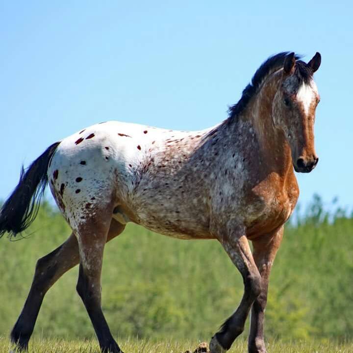 Appaloosa Horses