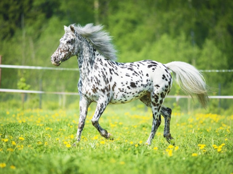 Appaloosa Horses