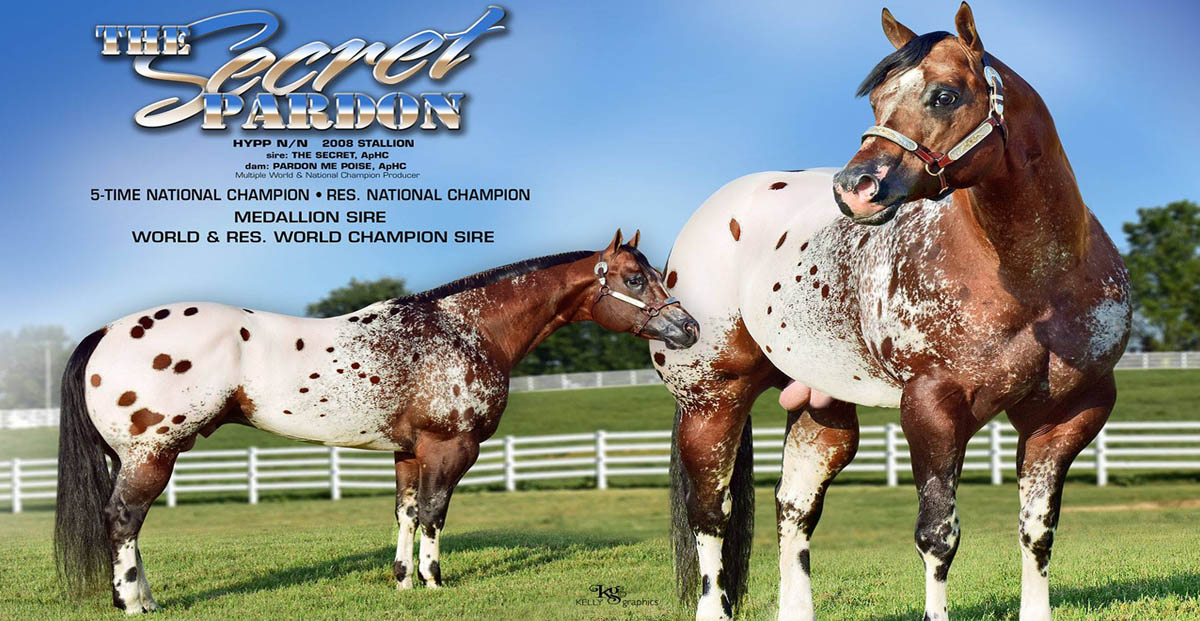 The Secret Pardon - Appaloosa Quarter Horse Stallion