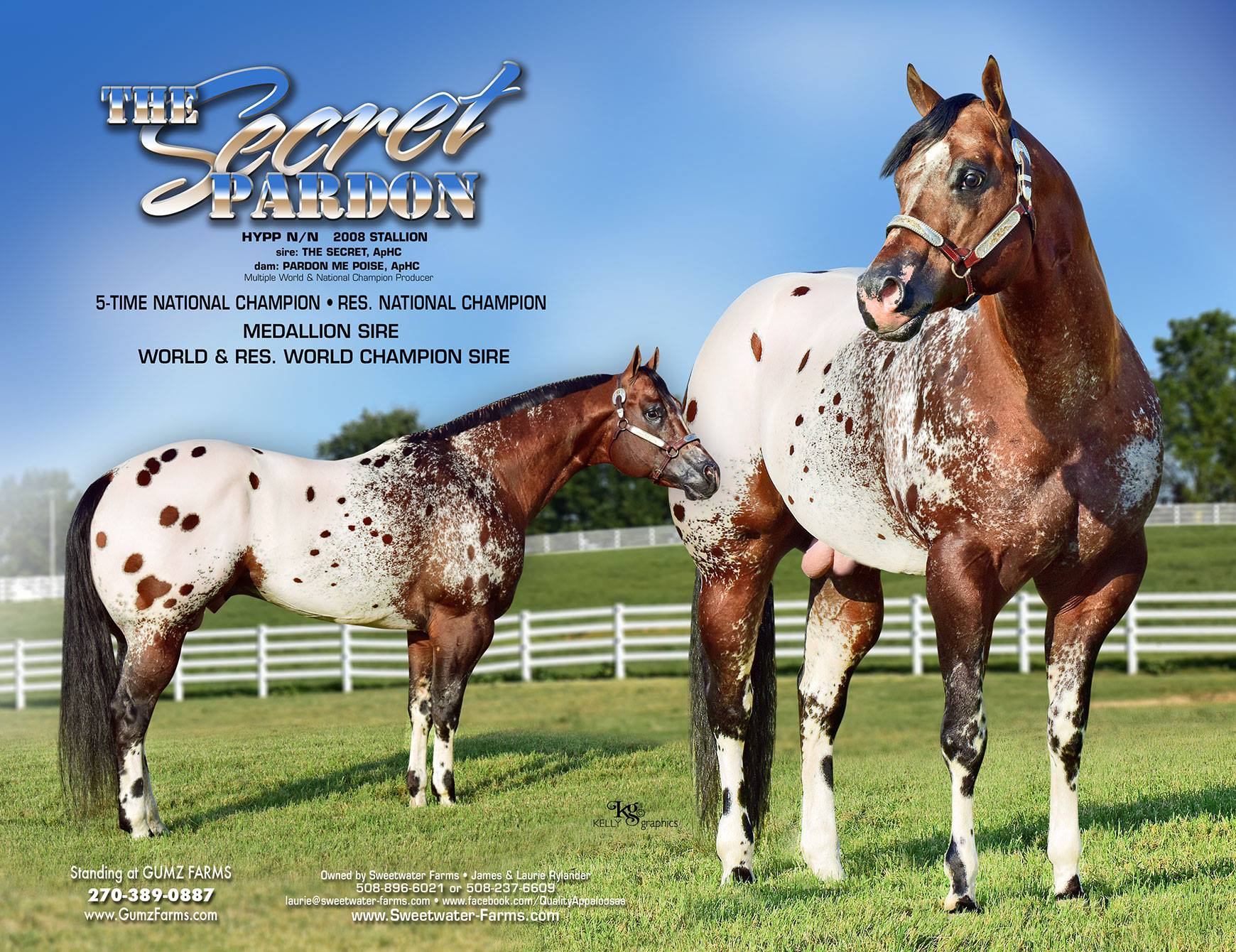 Appaloosa Quarter Horse Stallions