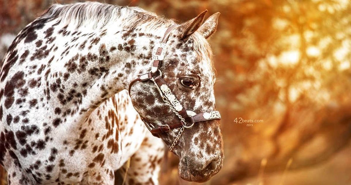 Appaloosa Sport Horses From Around The World