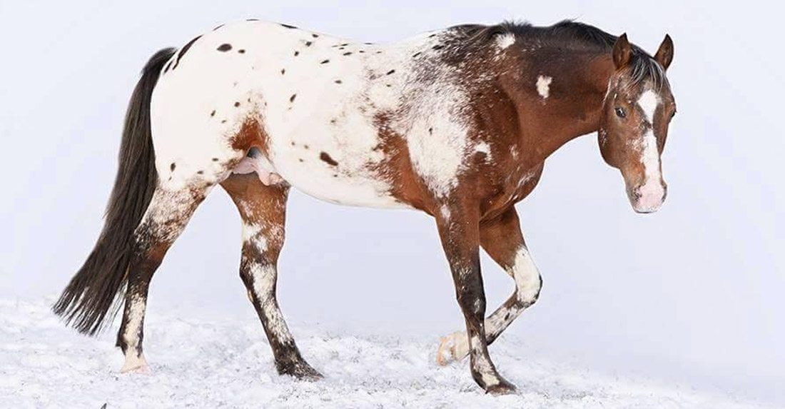 Appaloosa Stallion, My TT Spirit jr Of Appaloosa Horses Templ (Austria)