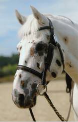 Appaloosa Horse Breed