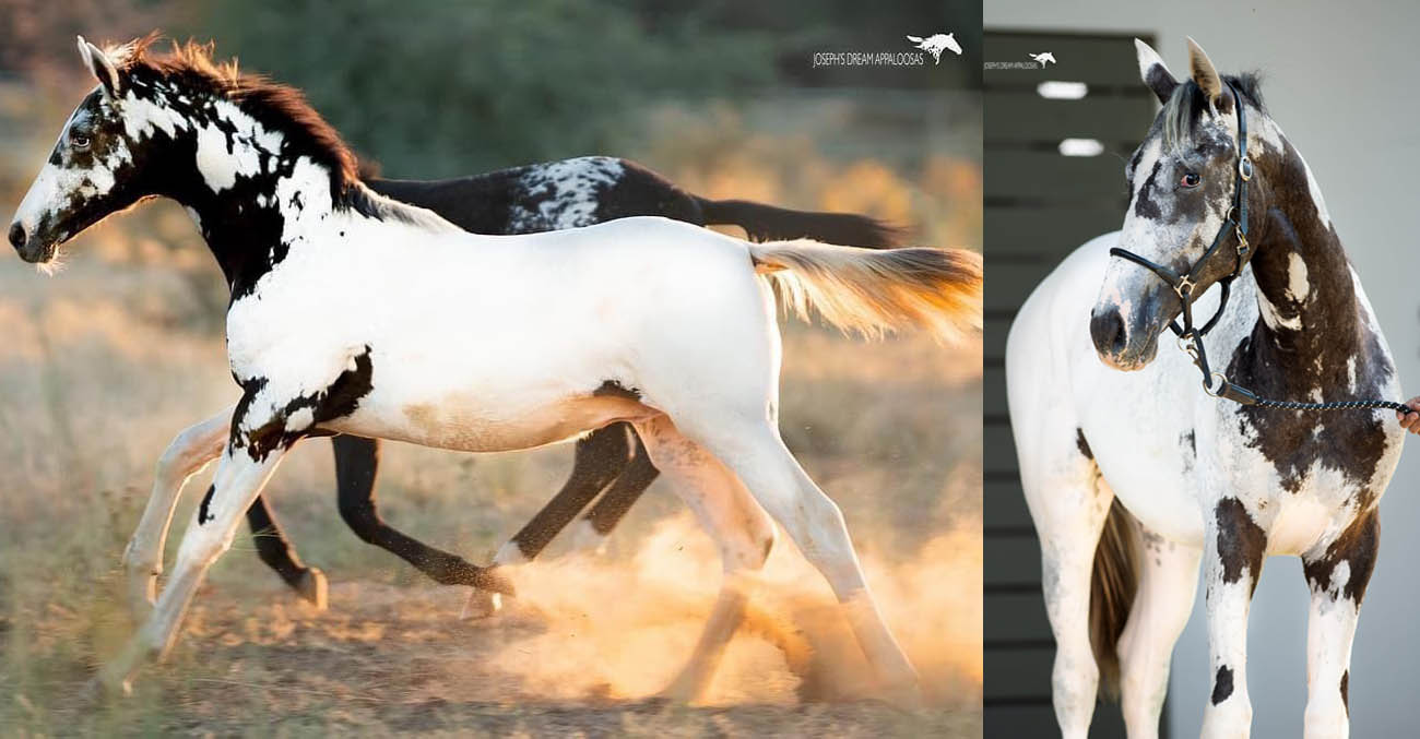 Appaloosa Colt Foal - Spirit Bird @josephs_dream_appaloosas