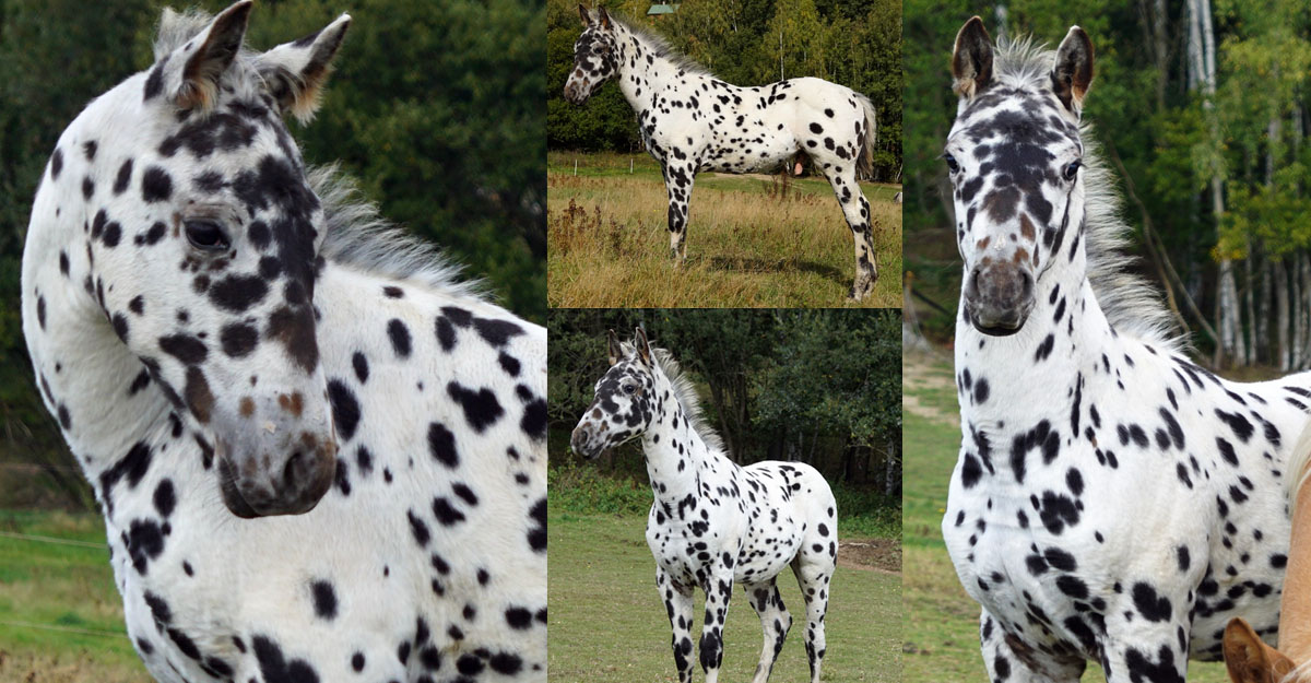 Appaloosa Colt Foal