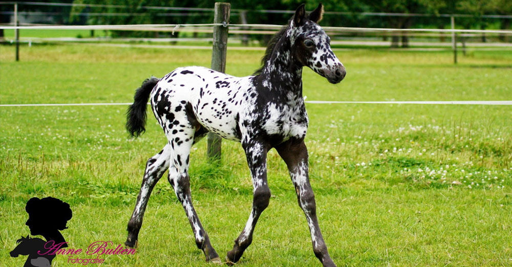 Appaloosa Colt Foal - Anne Bulten Fotografie, Netherlands