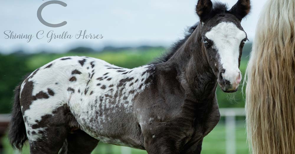 Appaloosa Foal - Smoking Sixcess (sired by Colonels Smoking Gun) @Shining C Grulla Horses