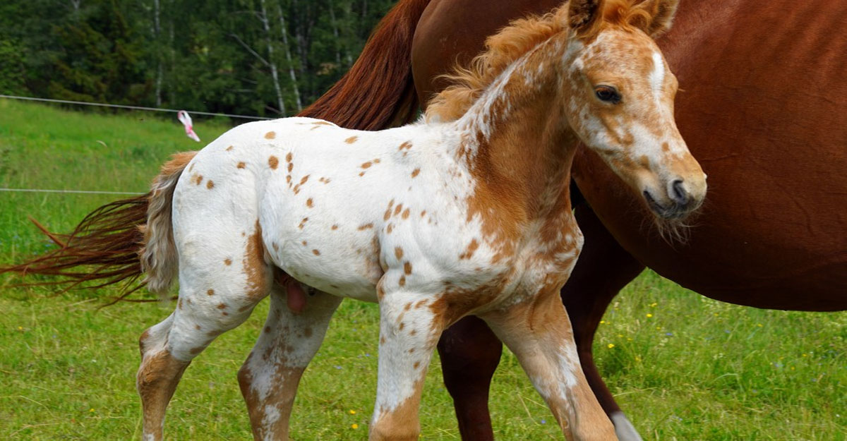 Cute Appaloosa Foal - My Treasure, Chexys Aponivi