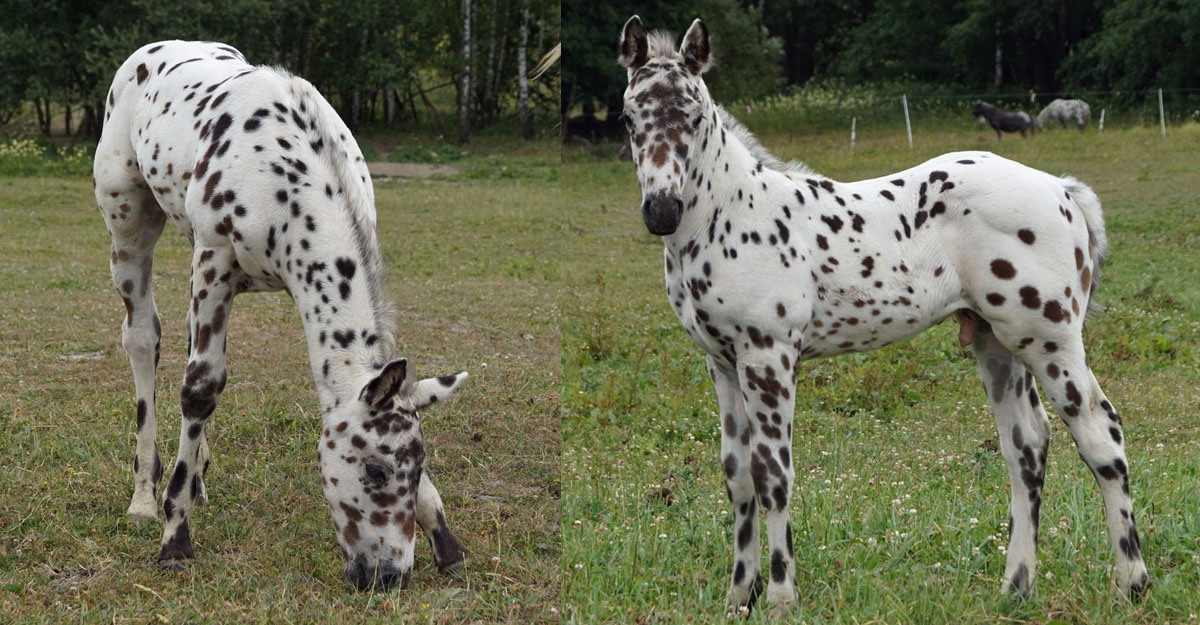 Appaloosa Horse Foal - Chexys Coyotes Apache (CTR Northern Dancer x Wyanet Dry Doc)