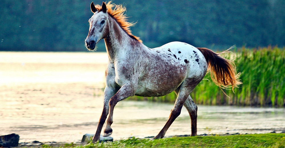 Stunning Appaloosa Horse @Klaudia Zyzylewska, Artemis Photography, Poland