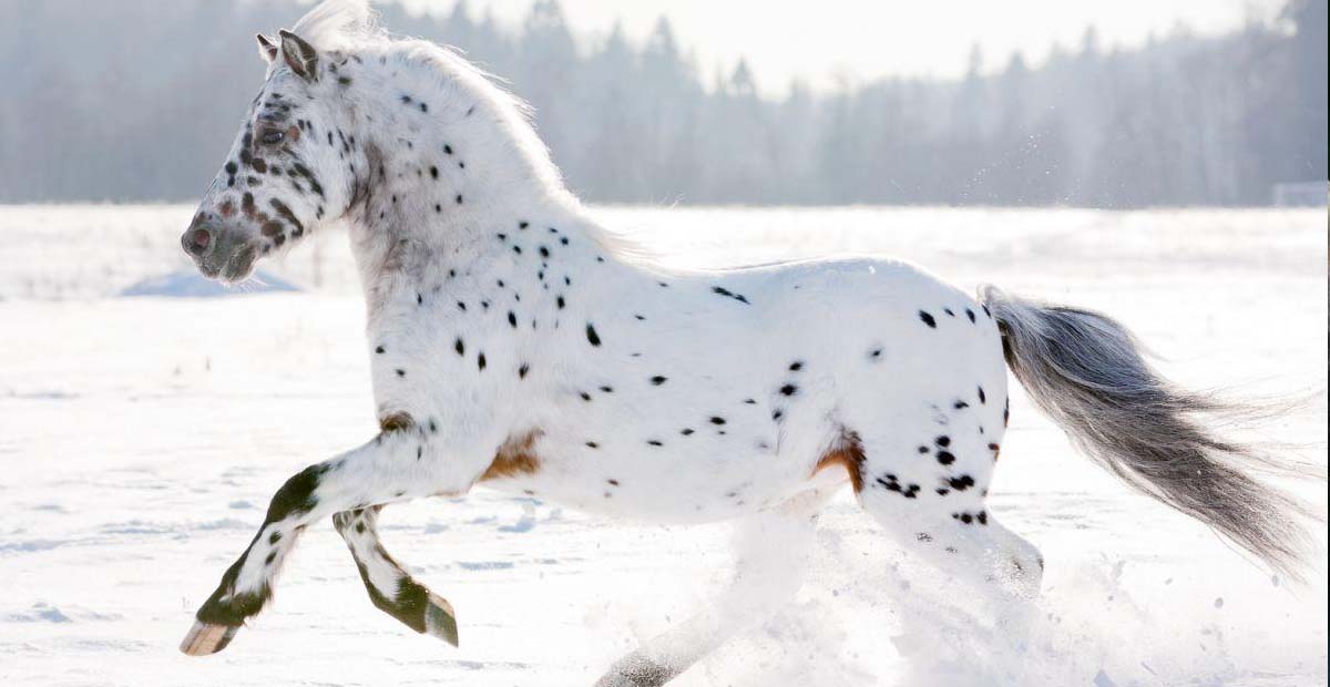 Gorgeous Appaloosa Horse Running Free In The Snow