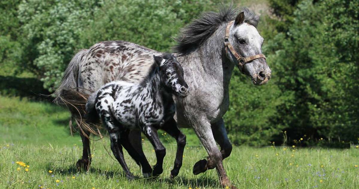 Appaloosa Mare and Foal - Wow Love the Colors