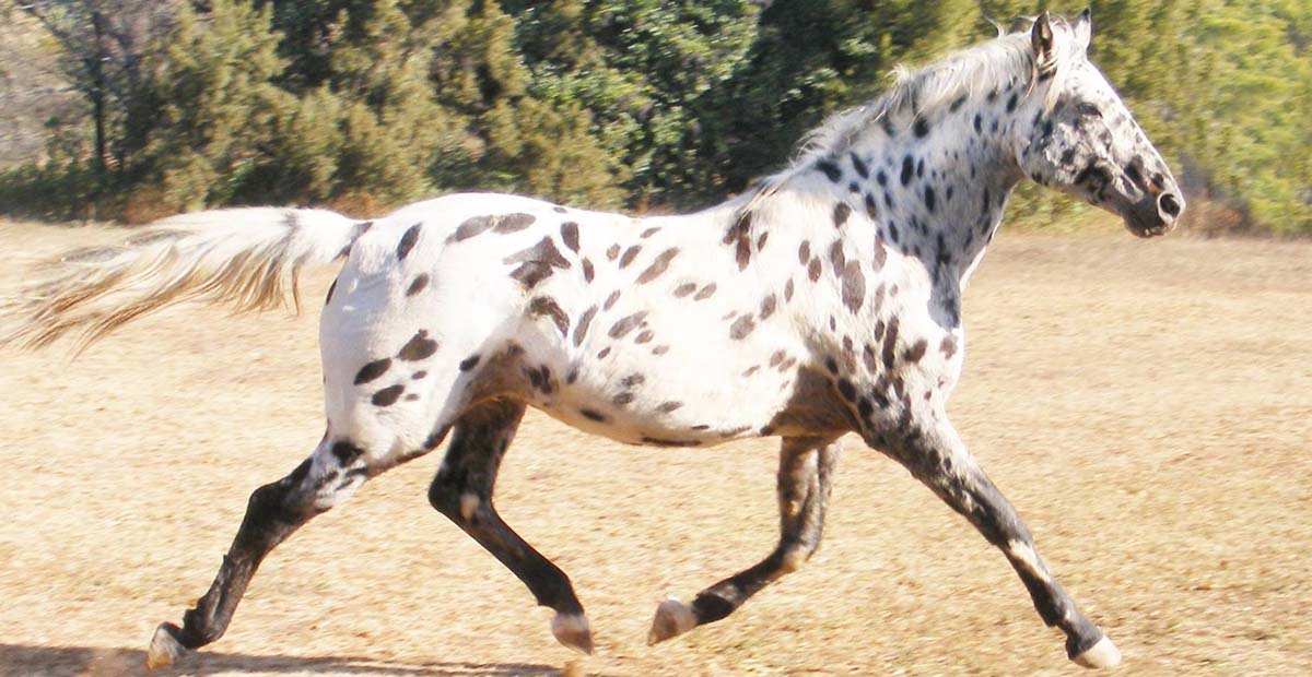 Appaloosa Sport Horse Stallion